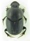 Onthophagus sp. 9mm 16-04-2016 Ev.jpg