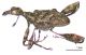 stephanorhynchus_lawsoni_l.jpg