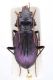 Lebanon_carabidae_001.jpg