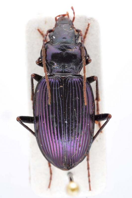 Lebanon_carabidae_001.jpg