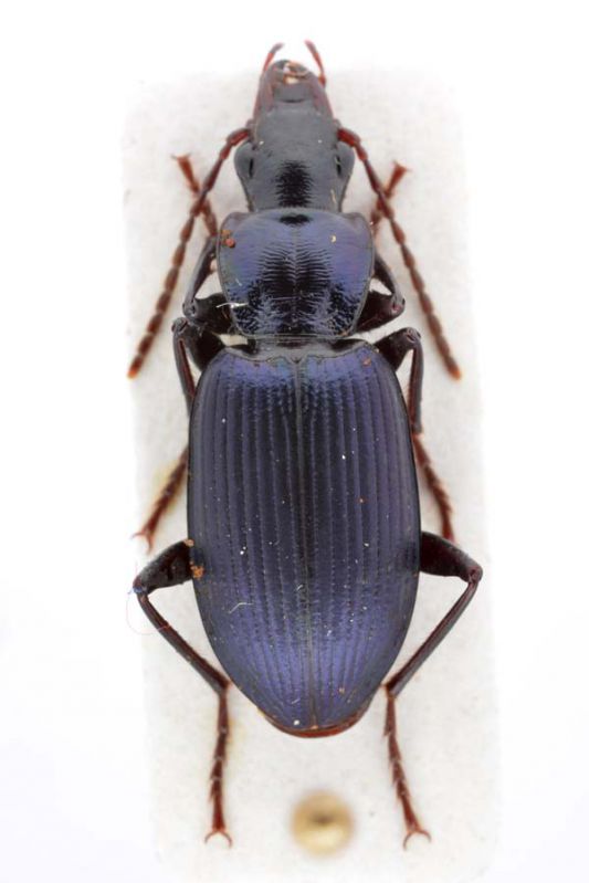 Lebanon_carabidae_002.jpg