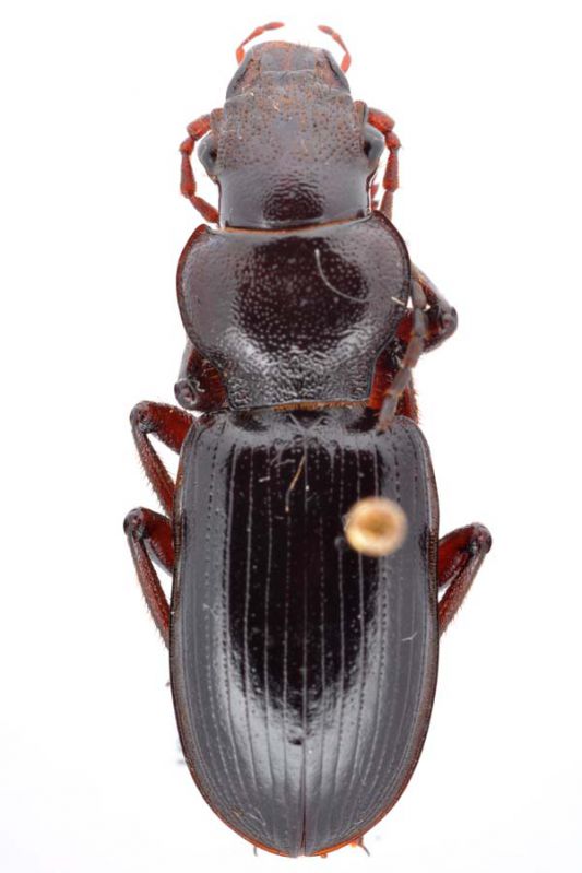 Lebanon_carabidae_003.jpg