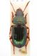 Lebanon_carabidae_004.jpg