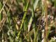 Campo_Felice_20-04-2016_OL_007.JPG