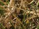 Campo_Felice_20-04-2016_OL_034.JPG