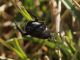 Campo_Felice_20-04-2016_OL_010.JPG
