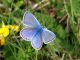 Polyommatus escheri.jpg