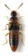 Gyrophaena joyoides 2,5 mm ca.jpg