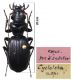Carabidae - Kopie.JPG