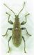 Curculionidae sp. 7mm 21-04-2016 Ev.jpg