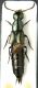 Philonthus sp2 cf intermedius.jpg