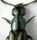 Philonthus sp2 - puntinatura.jpg