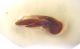 Philonthus sp2  ex2 edeago.JPG