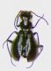 Troglops italicus f.jpg