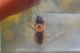 osmia2.jpg