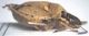 pentatomidae 2.jpg
