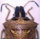 pentatomidae 4.jpg
