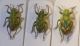 3 coniatus.jpg