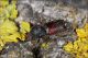 Sinoxylon_sexdentatum_Boscotrecase_6447_1000.jpg