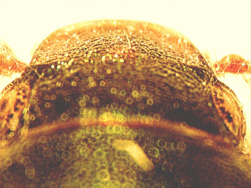 Capture_22.jpg