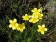 6 Croazia 2010_Ranunculus.jpg