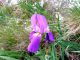 7 Croazia_Brac_2010_Iris_.jpg