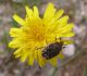 14 Tropinota_Croazia_Brac_ 2010 036.jpg