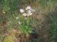 15 Orchidea_Croazia_Solta_ 2010 066.jpg