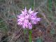 16 Orchidea_Croazia_Solta_2010 072.jpg