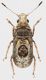 Pseudeuparius_centromaculatus_Maccarese_27-IV-2016_5mm_grey.jpg
