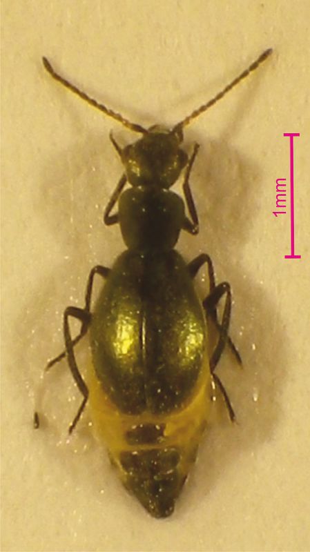 Carophus Malachiidae 3,2mm.jpg