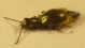 Malachiidae Carophus.jpg