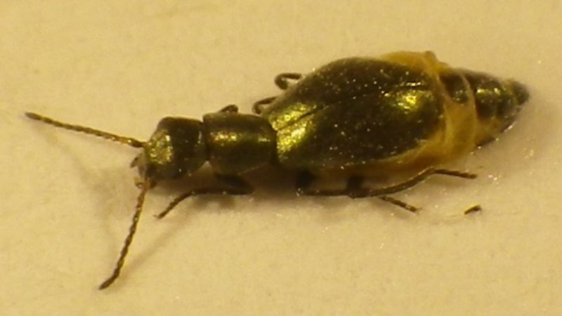 Malachiidae Carophus.jpg