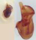 Atheta 1 - edeago.JPG