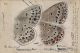 04_Nabokov_ColorPlate17-690.jpg