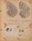 11_Nabokov_ColorPlate55-690.jpg