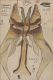 16_Nabokov_ColorPlate29-690.jpg