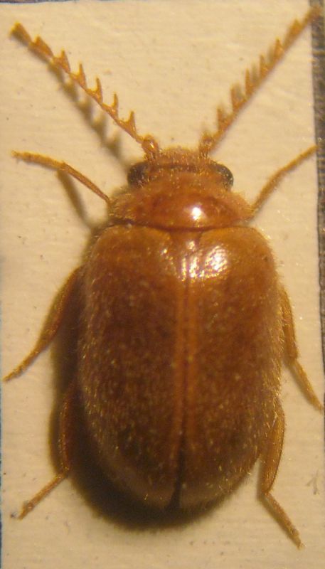 prionocyphon notatus 008 A.jpg