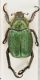 Hoplia-MteOssaDSC_0199RID.jpg