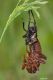 Bradyporus dasypus IMG_0363.jpg
