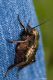 Bradyporus dasypus IMG_0347.jpg
