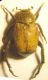 hoplia 001 A.jpg