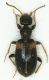 Anthicidae_Roma-MonteSacro_30-IV-2010_2,7mm.jpg