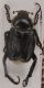 HopliaMteOssaDSC_0276RID.jpg