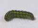 20160511 Cucullia (Shargacucullia) blattariae bruco Belpasso santuario.jpg