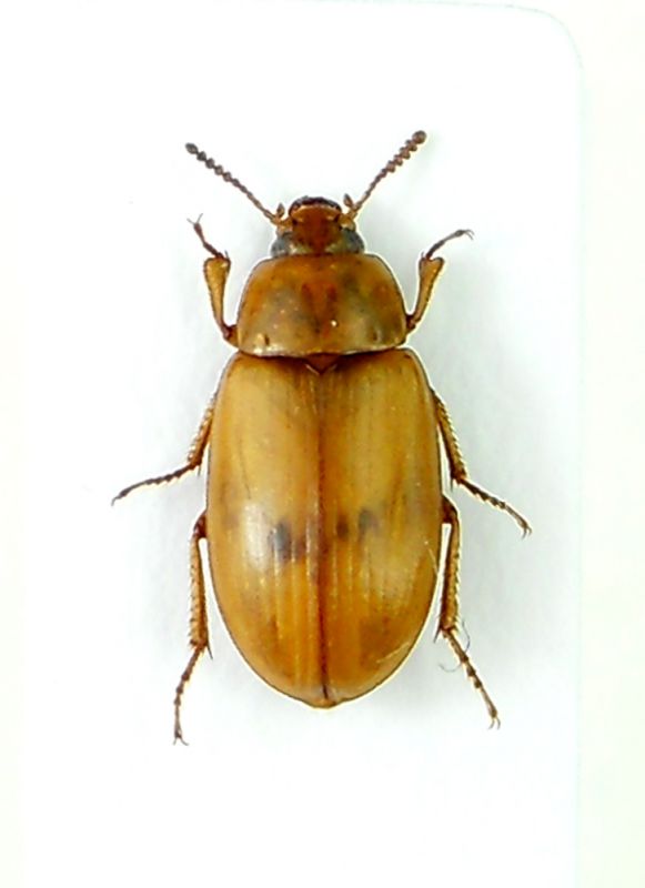 Phaleria clarkii.jpg