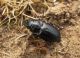 Acinopus ammophilus 1.JPG