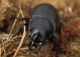 Acinopus ammophilus 2.JPG