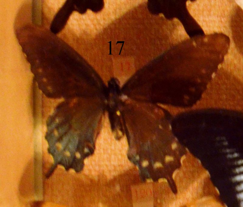 Scatola7 - Es. n. 17_Papilio troilus_Papuasia.jpg