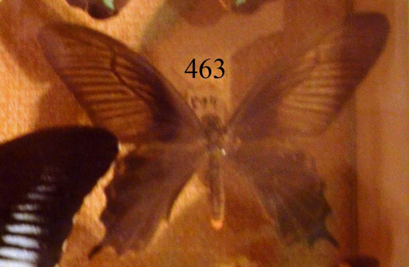 Scatola 7 - Es. n. 463_Papilio antiphus_Indie orientali.jpg